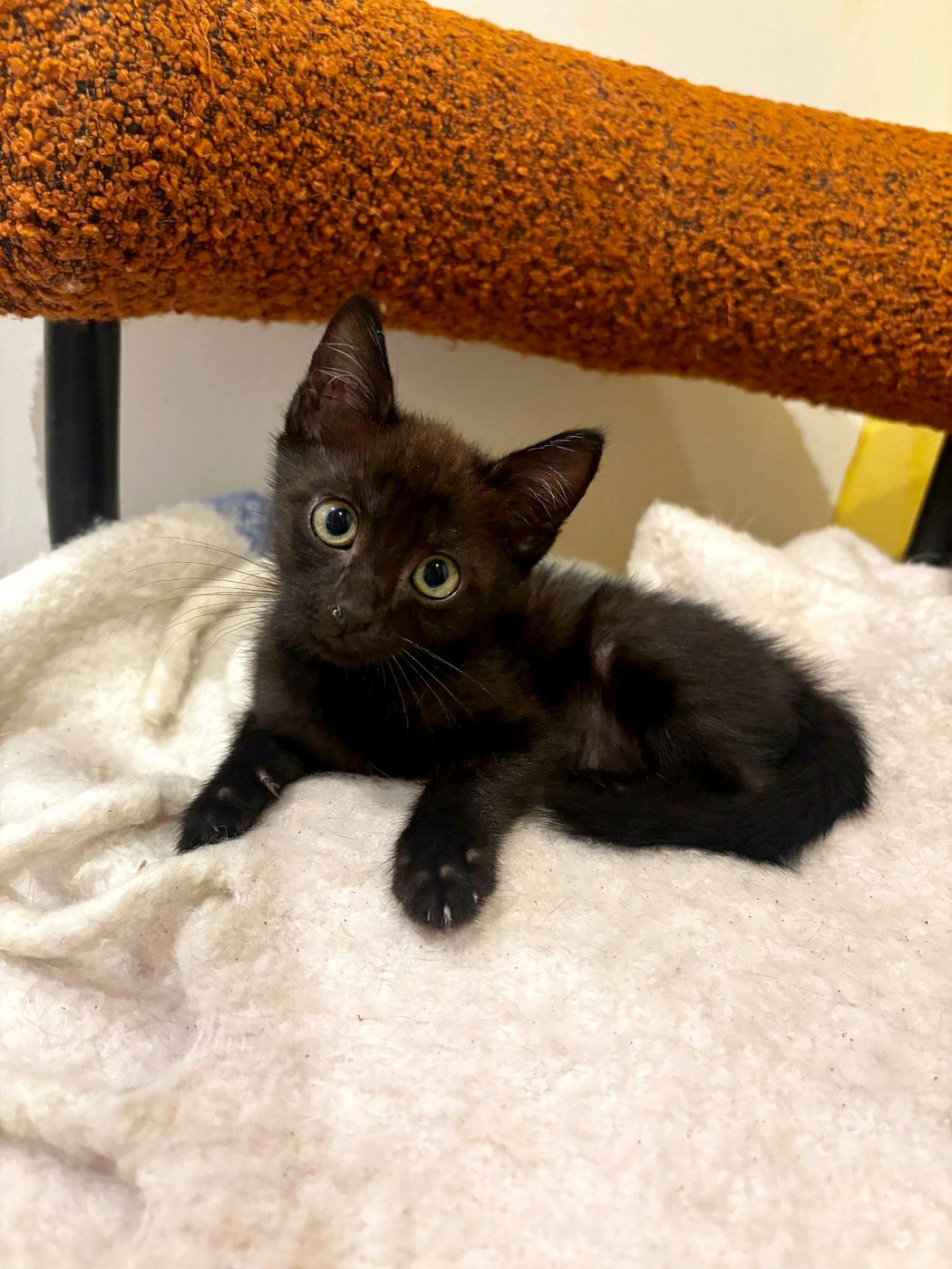 Baby Gaby, chaton à l'adoption