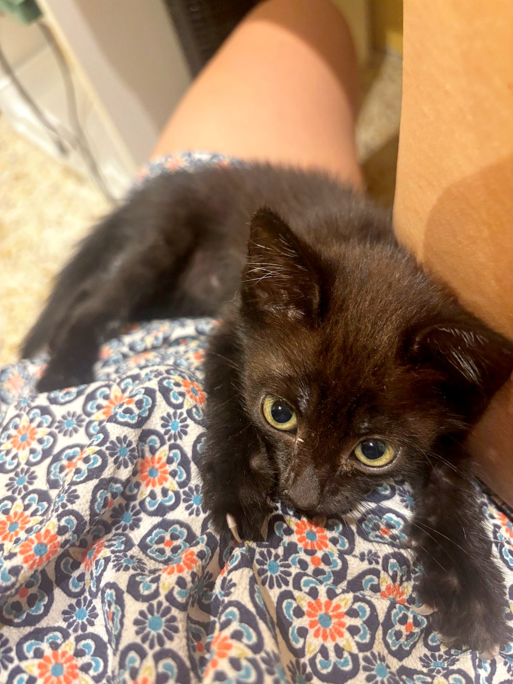 Baby Gaby, chaton à l'adoption