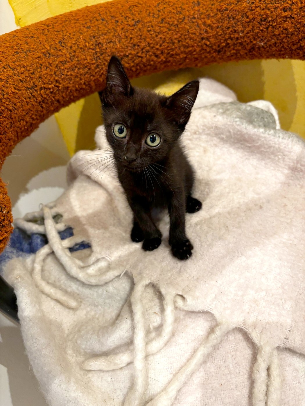Baby Gaby, chaton à l'adoption