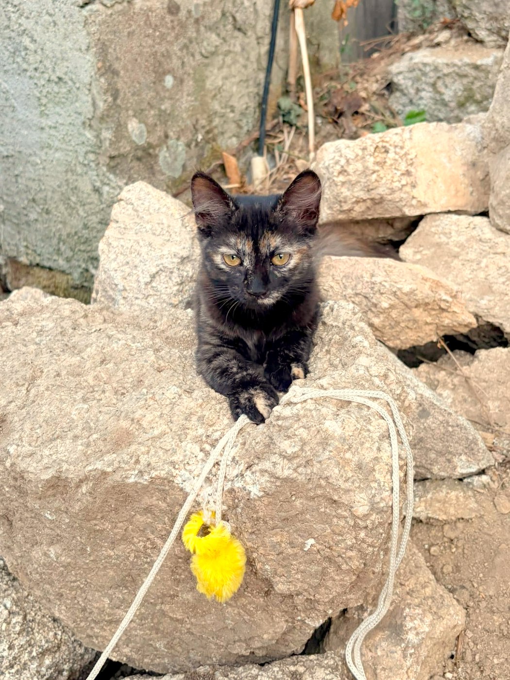 Basilisse, chaton à l'adoption