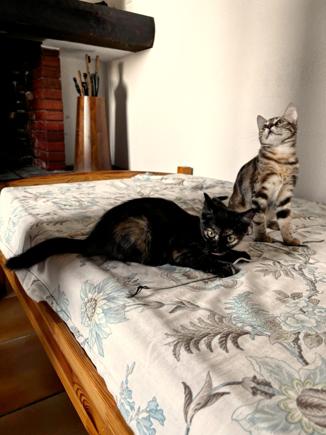 Basilisse, chaton à l'adoption