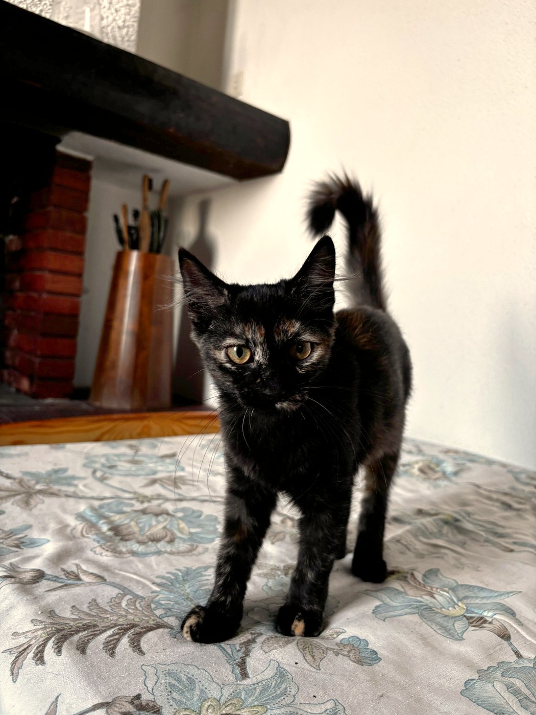 Basilisse, chaton à l'adoption