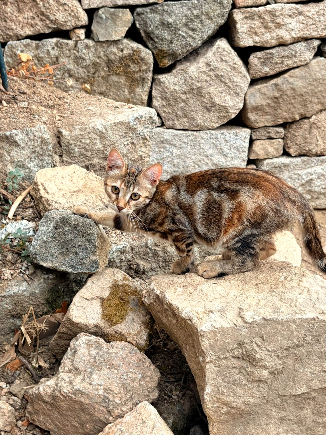 Becky, chaton à l'adoption