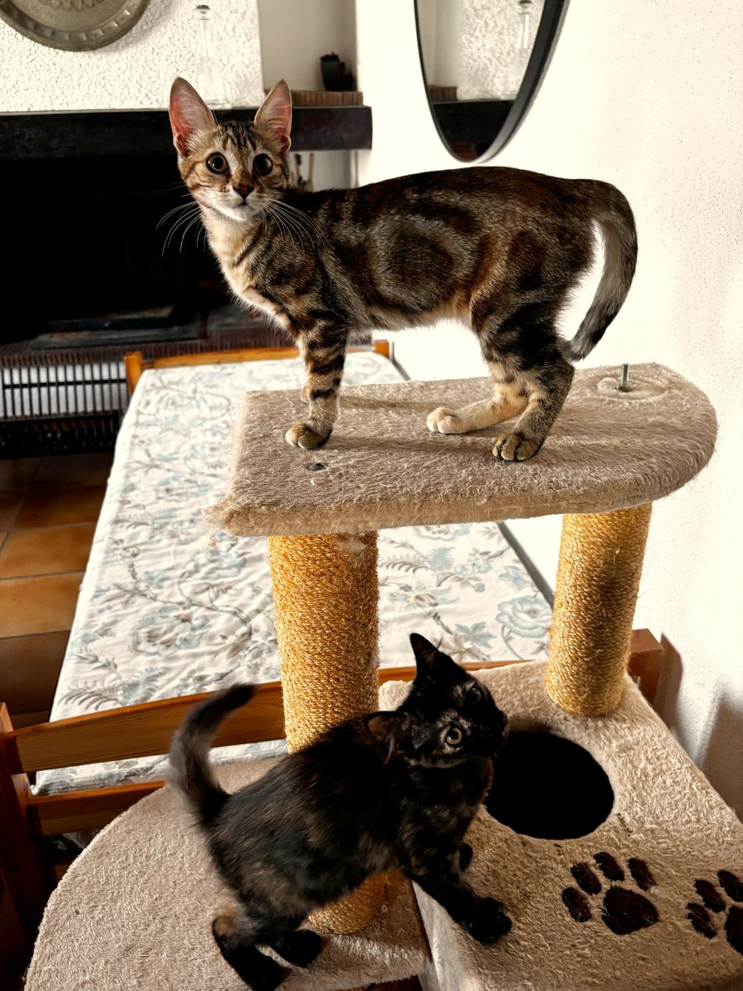 Becky, chaton à l'adoption
