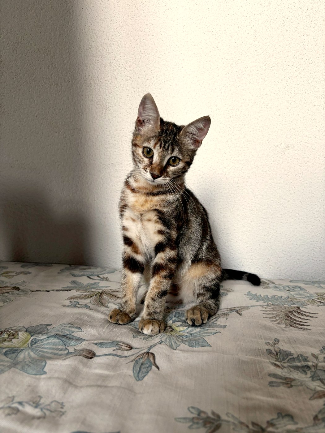 Becky, chaton à l'adoption