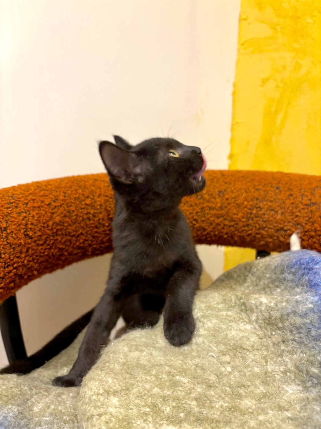 Brigitte, chaton à l'adoption