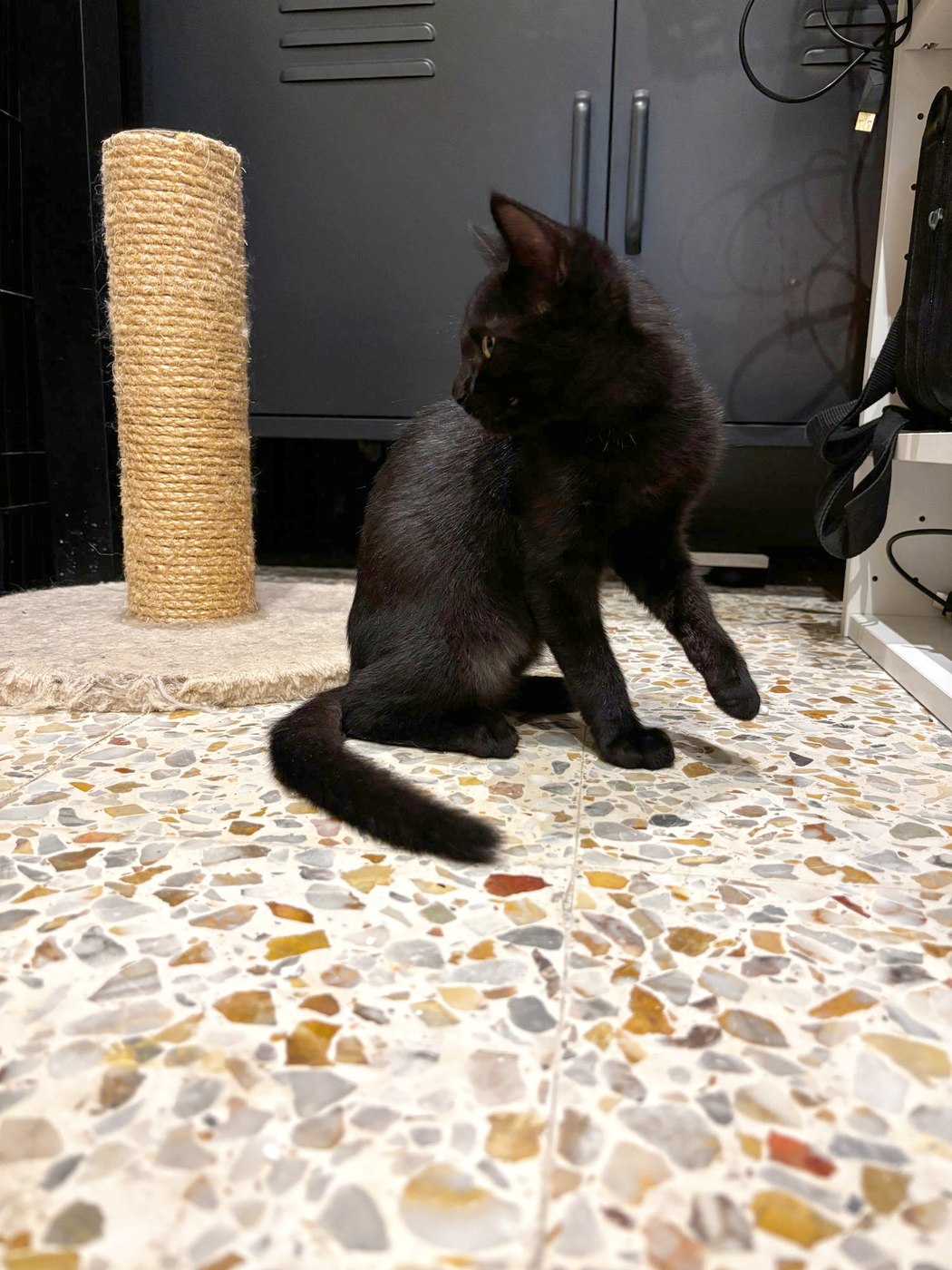 Brigitte, chaton à l'adoption