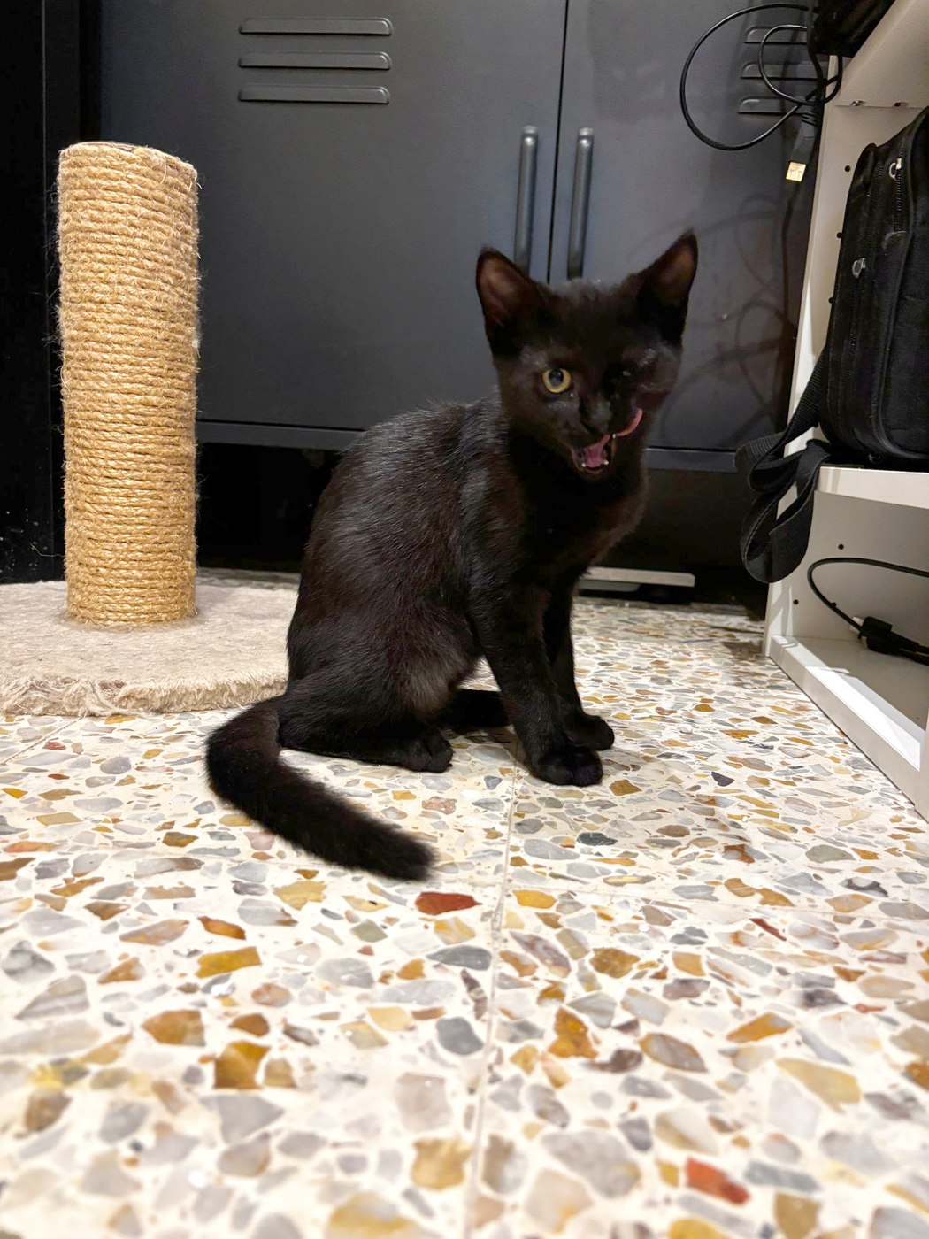 Brigitte, chaton à l'adoption